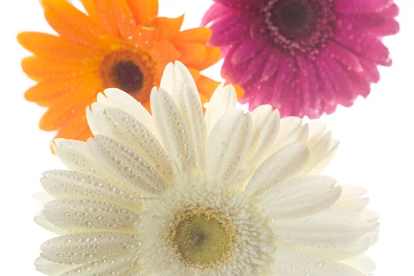Three gerberas with waterdrops — Stock Photo, Image