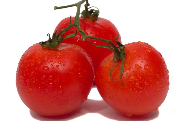 Three tomatoes with waterdrops — Stock Photo, Image