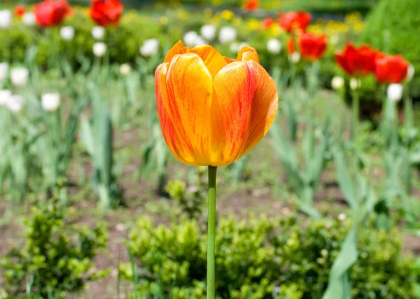 Tulipa no fundo da natureza — Fotografia de Stock