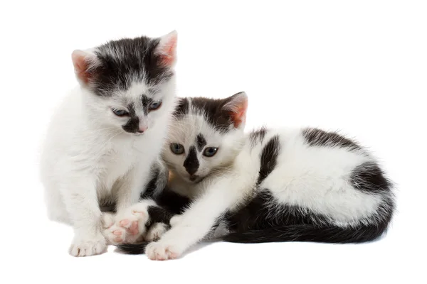 Два котенка на белом — стоковое фото
