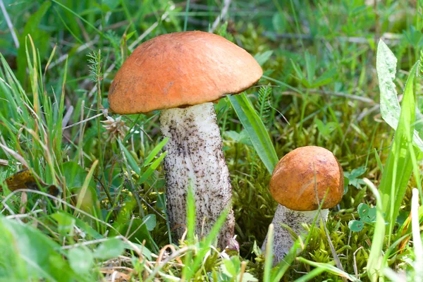 Dois cogumelos cor-de-laranja — Fotografia de Stock