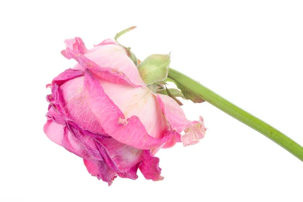 Welkende Rose — Stockfoto