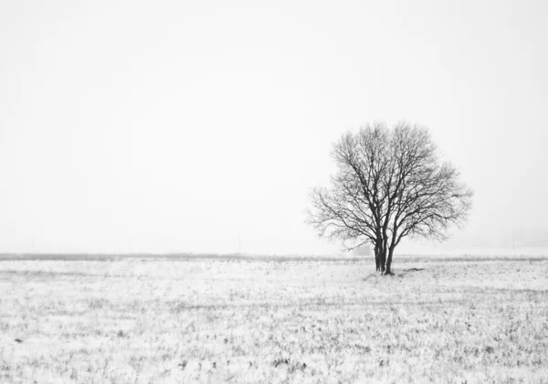 Albero solitario invernale — Foto Stock