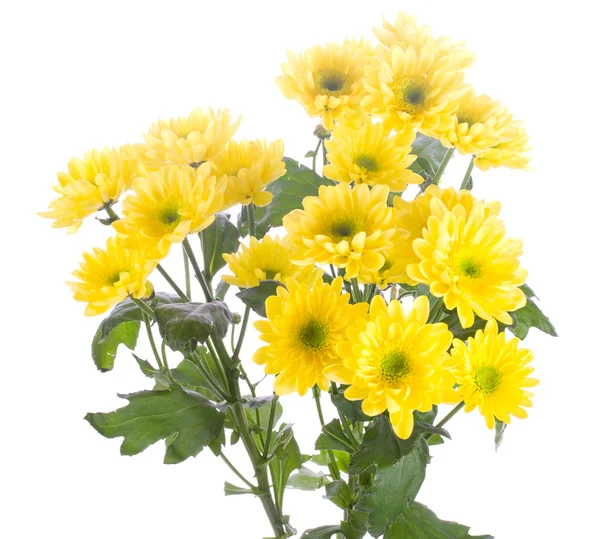 Yellow chrysanthemum bouquet — Stock Photo, Image