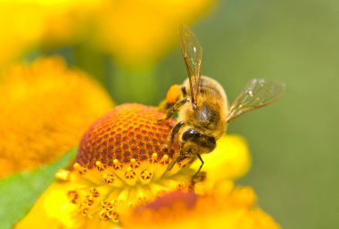 A small bee on the yellow flower clipart