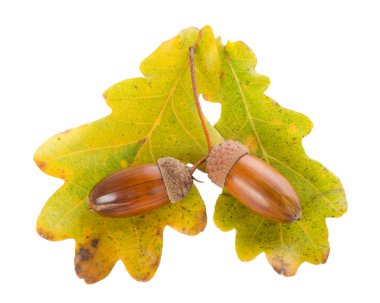 Acorns with oak leaves clipart