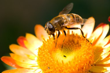 Bee on flower collects nectar