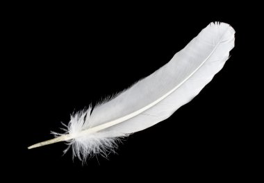 Big white feather clipart