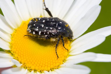 Blossom feeder beetle on chamomile clipart