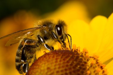 Close-up bee collects nectar clipart