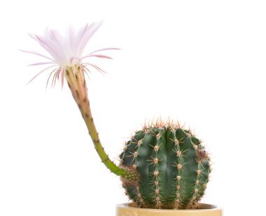 Close-up blossoming cactus clipart