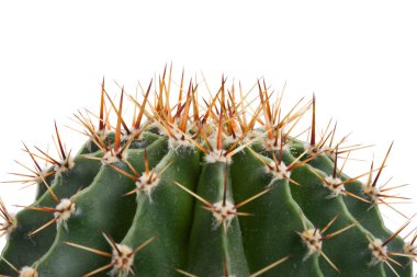 Close-up cactus clipart