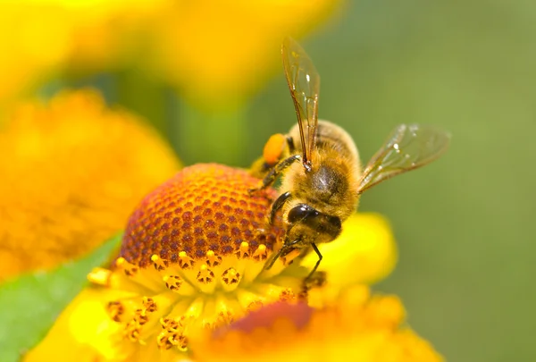 Μια μικρή μέλισσα στο κίτρινο λουλούδι — Φωτογραφία Αρχείου