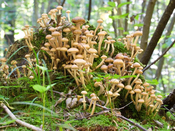 Agaric гриби опеньки — стокове фото