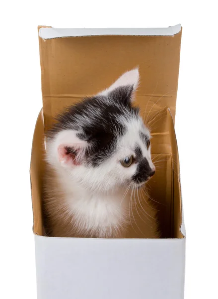Дитячий кошеня в коробці — стокове фото
