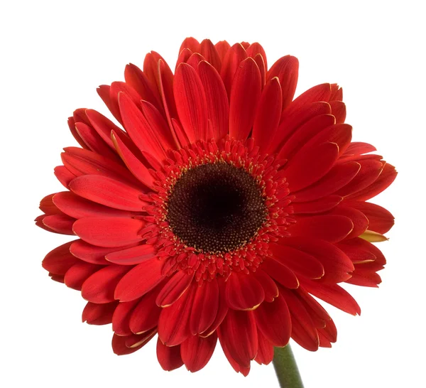 Belle grande fleur de gerbera rouge — Photo