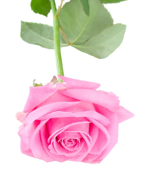 Piękna róża różowy na białym tle — Zdjęcie stockowe