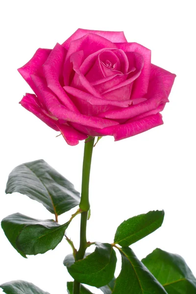 Gyönyörű rózsaszín rózsa — Stock Fotó