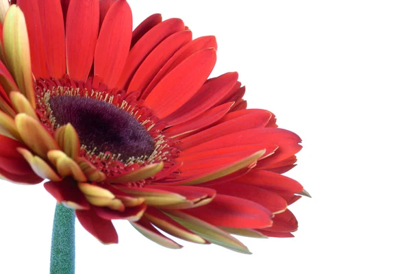 Krásná červená gerbera květina — Stock fotografie