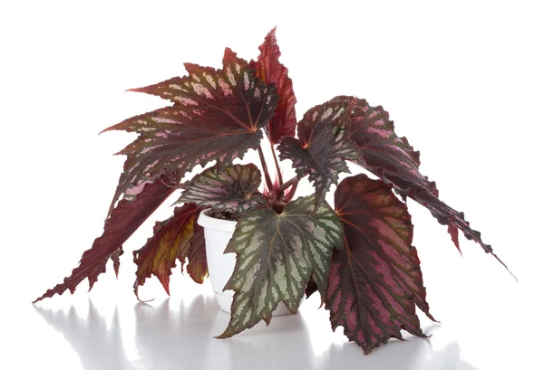 Begonia in pot — Stockfoto