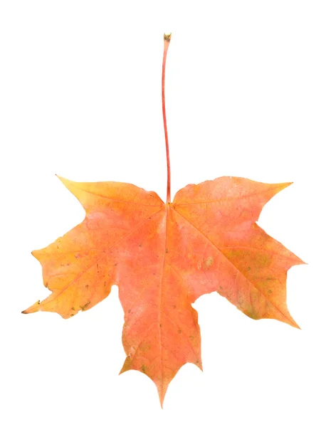 Большой ржавый кленовый лист изолирован — стоковое фото