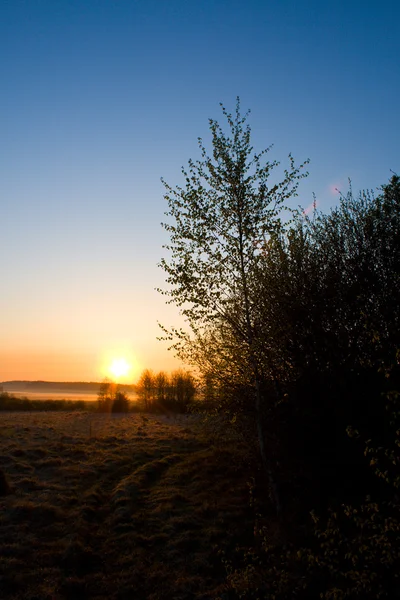 Birch tree silhouette at dawn — Stock Photo, Image