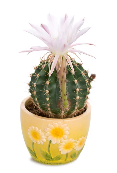 Blossoming cactus with white flower — Stock Photo, Image