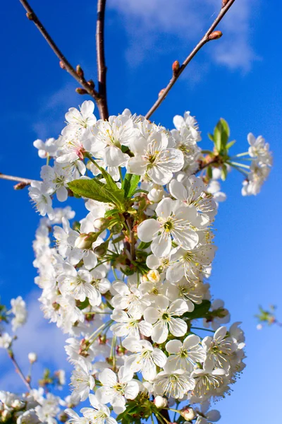 Blossoming cherry in april — Stock Photo, Image