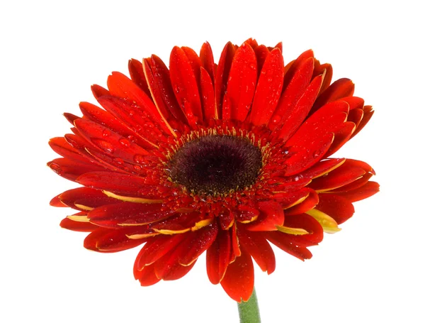 Blommande röd gerbera — Stockfoto