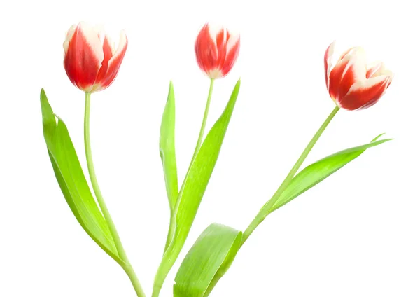 Buquê de três tulipas vermelho-brancas — Fotografia de Stock