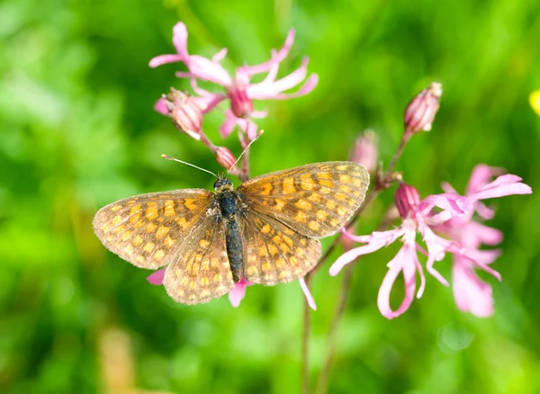 Pinselfuß-Schmetterling — Stockfoto