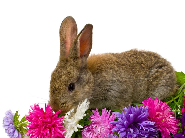 Bunny och aster blommor — Stockfoto