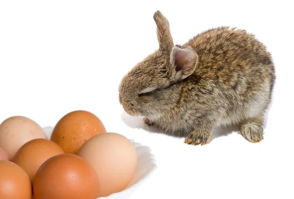 Bunny en Pasen eieren — Stockfoto