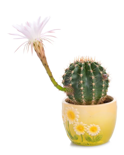 Cactus bloeien tijd — Stockfoto