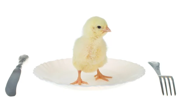 stock image Chick as dinner