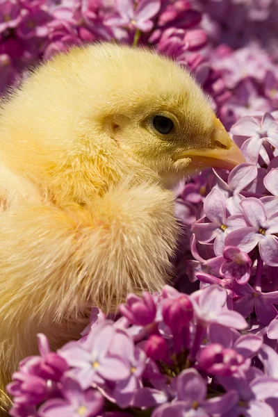 Chick in lila bloemen — Stockfoto
