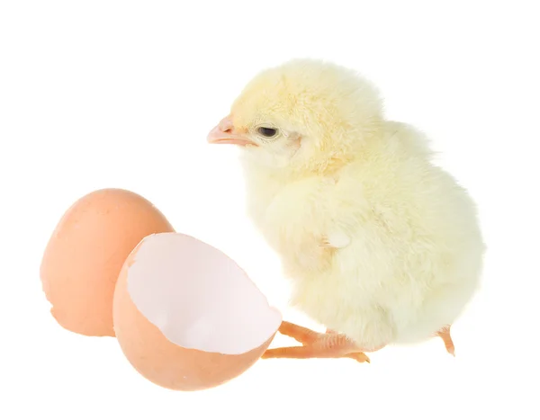 Chick near shell — Stock Photo, Image