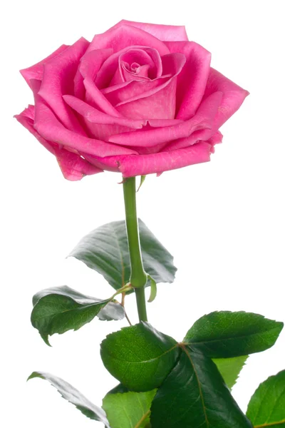 Wirydarz-do góry piękny róża różowy na białym tle — Zdjęcie stockowe