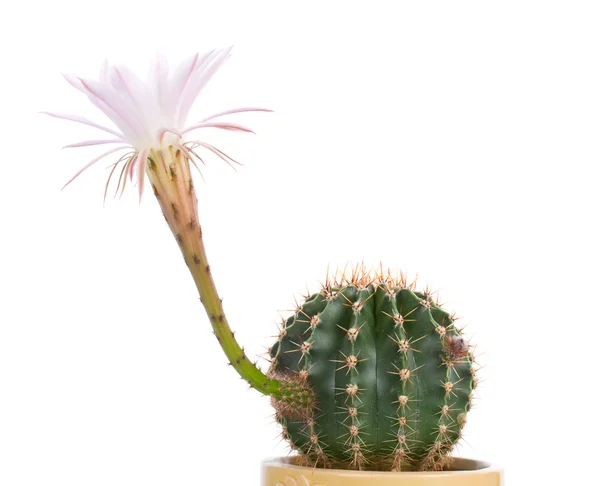 Close-up blossoming cactus — Stock Photo, Image
