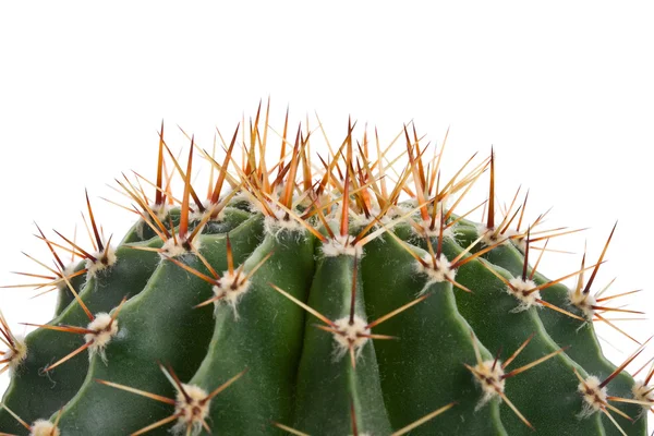 Close-up cactus — Stock Photo, Image