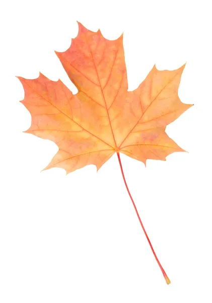 Szczegół spadł żółty klonowego liścia — Zdjęcie stockowe