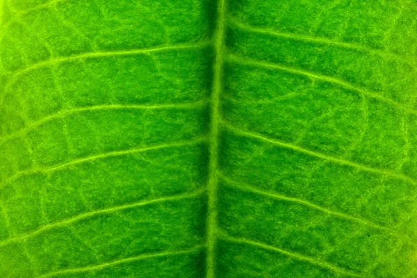 Textura de hoja verde de primer plano — Foto de Stock