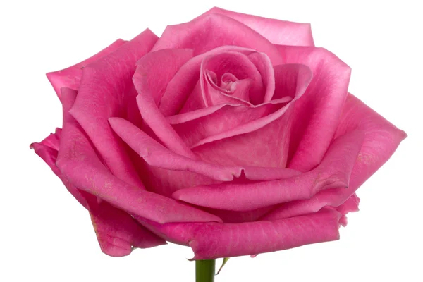 Szef jedna róża różowy na białym tle — Zdjęcie stockowe