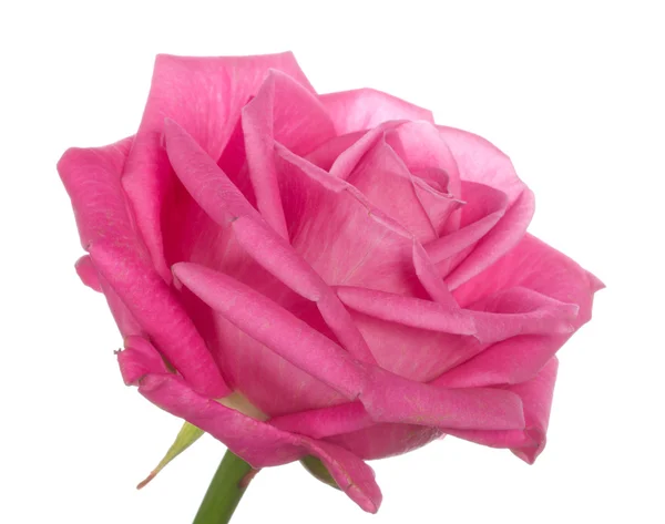 一朵粉红玫瑰的特写头 — 图库照片