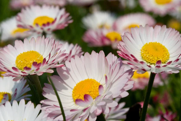 Close-up meadow with daisies — Stock Photo, Image