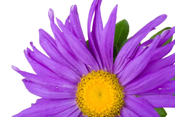 Close-up part of purple aster — Stock Photo, Image