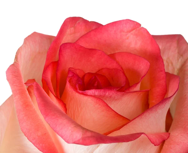 Różowy szczegół i Białej Róży na białym tle — Zdjęcie stockowe