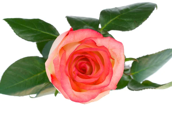 Pink and white rose view from above — Stock Photo, Image