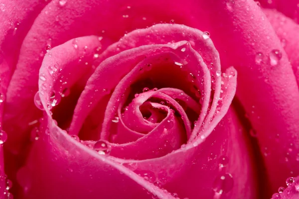 Közeli pink rose víz csepp — Stock Fotó