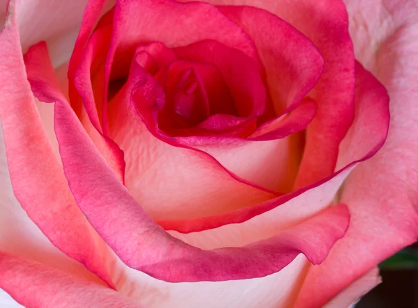 Close-up roze witte roos — Stockfoto